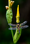 BB 10 0158 / Iris pseudacorus / Sverdlilje <br /> Libellula quadrimaculata / Firflekklibelle